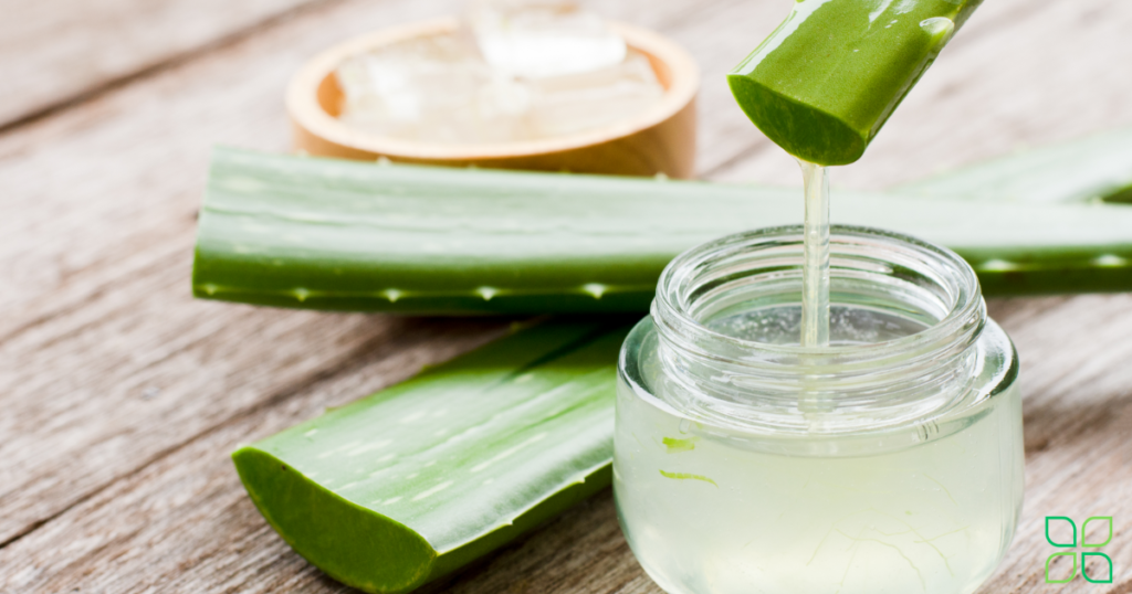 aloe vera for no see um bites