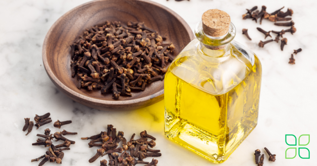 clove for tooth pain