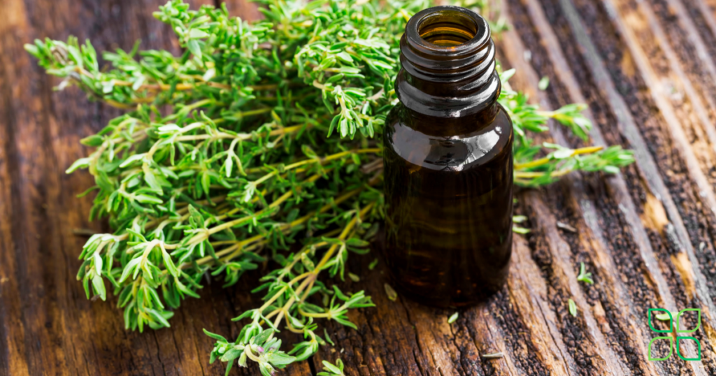 thyme for tooth pain