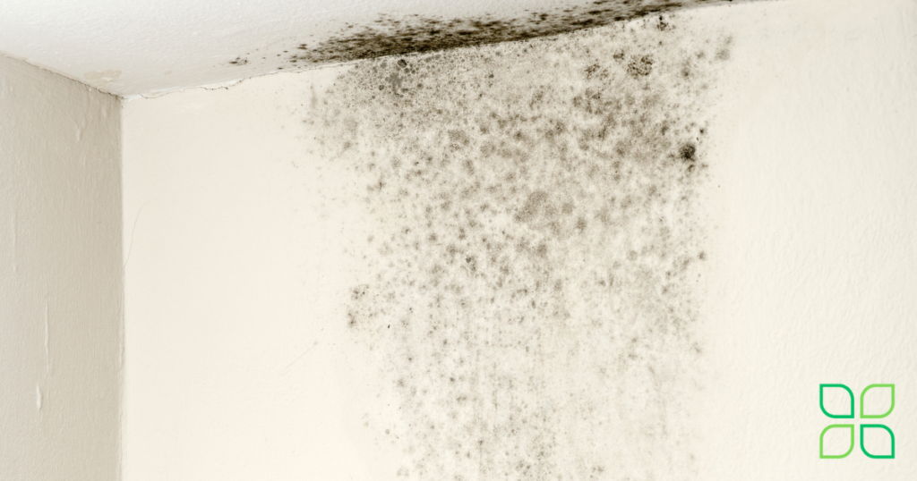 mold growing in the the corner of a home by the ceiling that can cause allergies