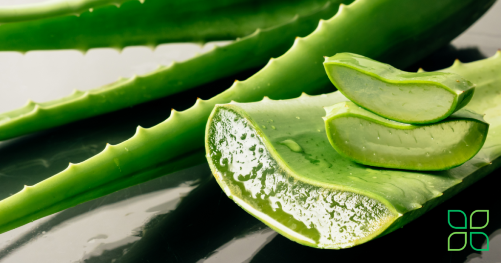 aloe vera cut open and looking refreshng