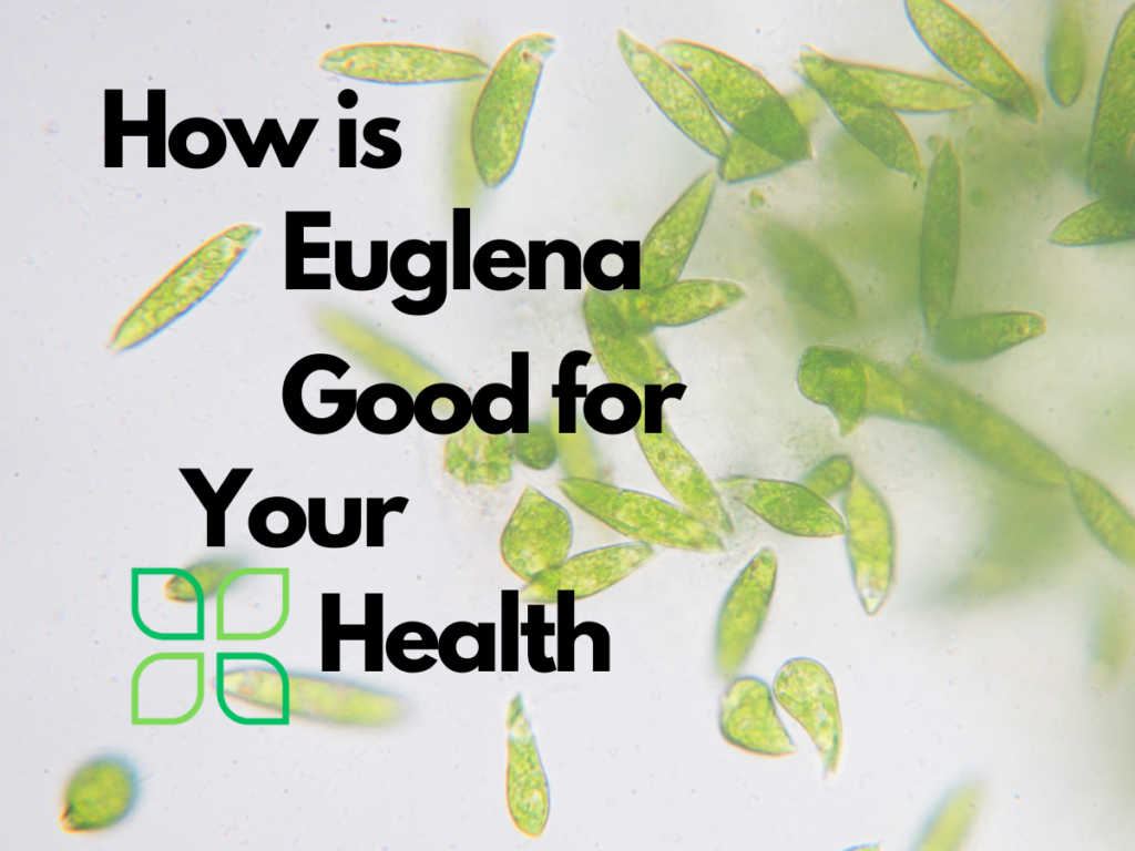 how is euglena good for your health