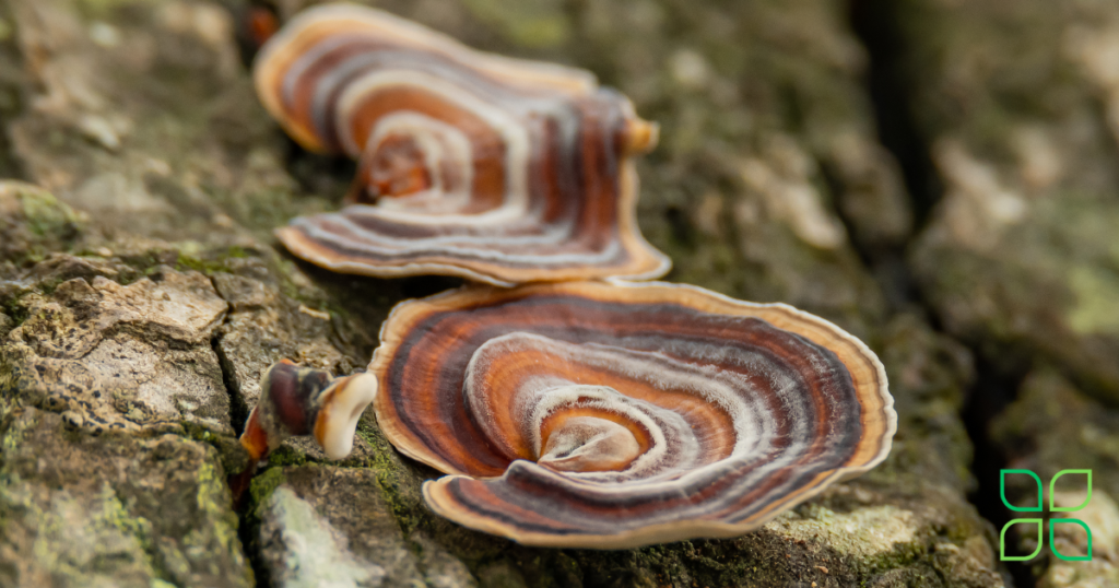 turkey tail mushrooms