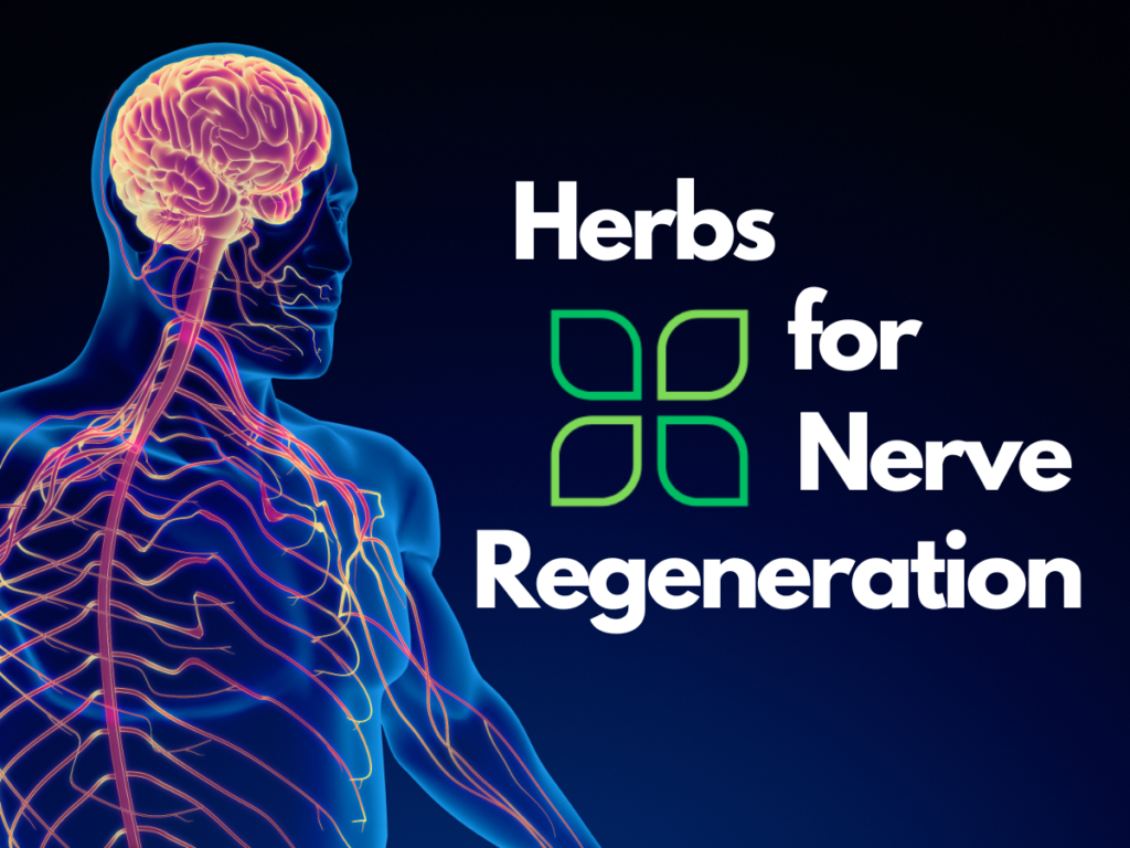 Herbs for nerve regeneration