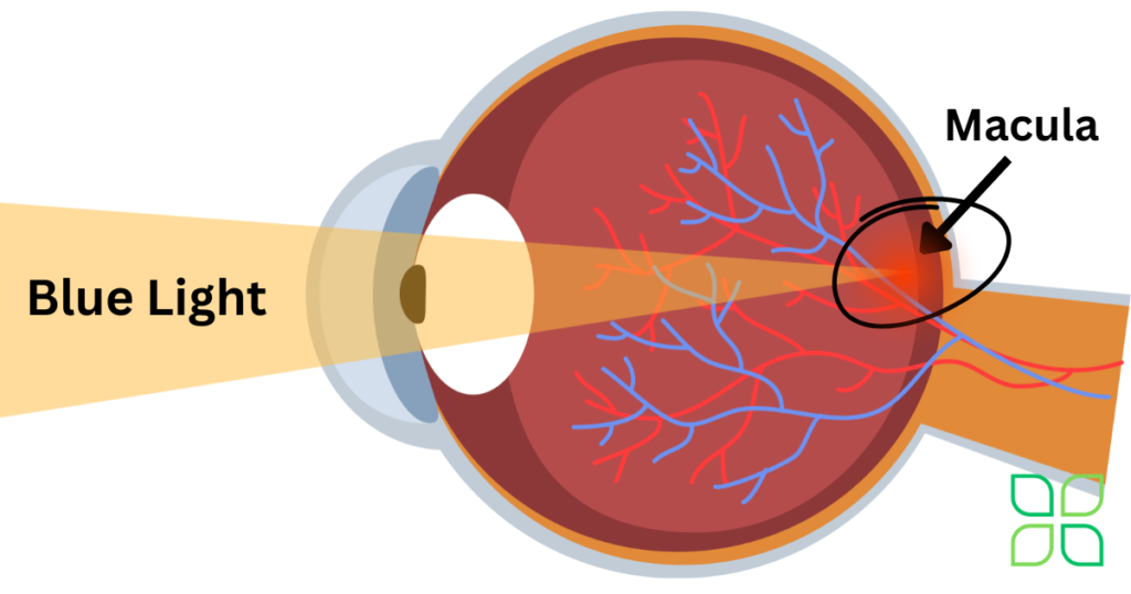 macular and blue light
