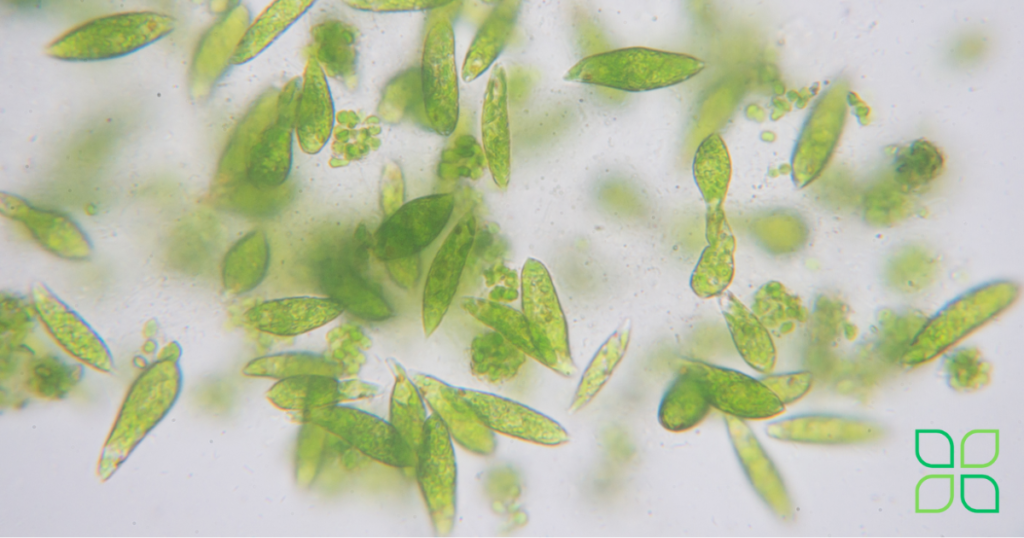 euglena